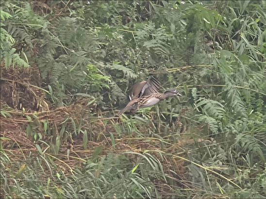 83df75da67f65a4ea315be7d12f4a3a0_20251229092122395001.jpg 83df75da67f65a4ea315be7d12f4a3a0_20251229092122395001.jpg